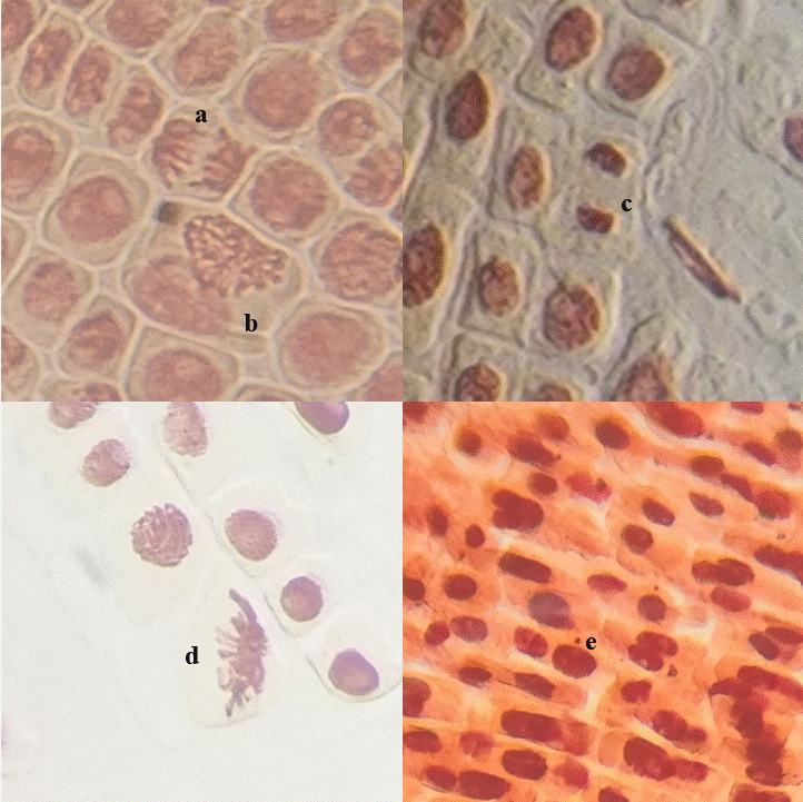 Citotoxicidade e genotoxicidade da água